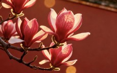 6 ngày sinh Âm lịch mang phúc khí, trẻ lớn lên dễ khiến cha mẹ tự hào