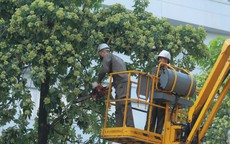 Điểm danh 13 tuyến phố Hà Nội được 'giảm tải' mùi hoa sữa