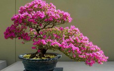 Cách xử lý hoa giấy ra hoa đúng dịp Tết 2027