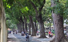 Từ hôm nay, Hà Nội cấm trồng 18 loại cây nguy hại, ưu tiên 33 giống thích ứng