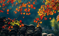 Ngày sinh Âm lịch của người có phúc phần, càng trưởng thành càng dễ gặp may mắn