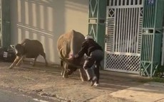 "Trâu điên" húc chủ và người đi đường, phá đám cưới: Chủ vừa mua trâu chở về tới nhà thì xảy ra chuyện