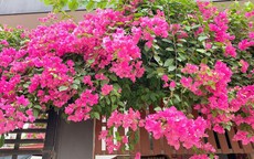 Loại nước "thần kỳ" nên tưới cây hoa giấy để hoa nở rộ và lý do trồng trong nhà lại bị coi là đại kỵ