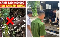Ăn nấm dại hái trong rừng, 9 người ở Lai Châu nghi ngộ độc