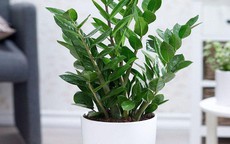 Loại cây ra hoa là nghĩ ngay tiền về lại hợp cả 5 mệnh Kim Mộc Thủy Hỏa Thổ