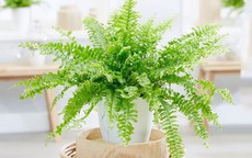 Loại cây trồng trong nhà thư thái như đi spa, hút khí độc lại giúp con đường công danh may mắn