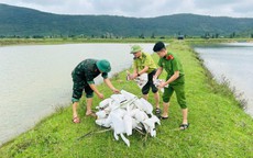 Hà Tĩnh tiêu hủy hơn 52.400 dụng cụ đánh bắt chim trời