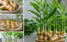 Đây là lý do xu hướng trồng gừng thủy sinh trong nhà ngày càng được ưa chuộng
