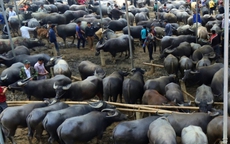 Cận Tết về xem 'thủ phủ' buôn bán loài vật gắn liền với người nông dân