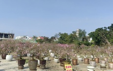 Hàng ngàn cây hoa đào nở sớm, người bán hạ giá nhưng vẫn vắng khách mua