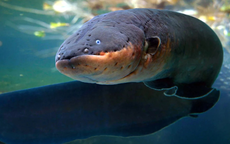 Phát minh loại pin "bắt chước lươn điện", tạo 600 volt chỉ trong chớp mắt