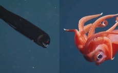 Chạm trán những sinh vật ngoạn mục dưới đáy biển sâu