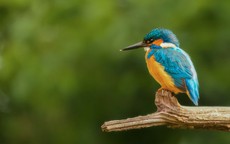 4 ngày sinh Âm lịch có mệnh hút Thần Tài, sung túc hiếm ai bì kịp