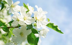 Số cuối ngày sinh Âm lịch tiết lộ người sâu sắc, đã cam kết là không rời bỏ