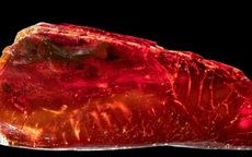 Sưu tập hổ phách, đại thi hào Đức "nhốt" sinh vật 40 triệu tuổi mà không hay