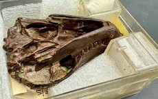 Sinh vật 250 triệu tuổi tiết lộ điều quan trọng về con người