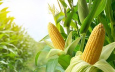 Bác sĩ tiết lộ phần bị vứt bỏ của bắp ngô lại có lợi cho thận, nhiều người không biết mà bỏ phí