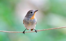 Những ngày sinh Âm lịch được cho là 'để phúc cho con'