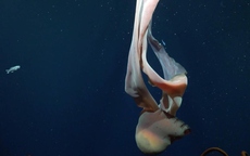 Phát hiện loài sứa ma "khổng lồ như xe buýt" dưới đáy biển sâu