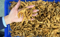 Phát hoảng hơn 6 tấn chân gà không rõ nguồn gốc trong kho hàng