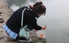 Những sai lầm khi thả cá chép tiễn Táo quân nhiều người mắc phải