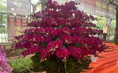 Hoa lan giữ nhịp ổn định trên thị trường hoa Tết