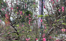 'Cụ' đào trăm năm tuổi, giá thuê 120 triệu đồng giữa phố Hà Nội