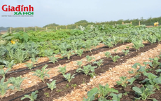 Chuyển đất vườn sang đất ở tính tiền sử dụng đất như thế nào theo quy định mới