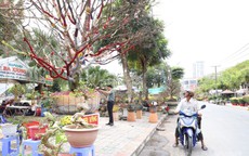 Cây mai trăm tuổi giá hơn 3 tỷ đồng ở An Giang