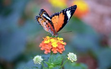 Số cuối ngày sinh Âm lịch tiết lộ người khôn ngoan: Càng lớn tuổi càng phát tài