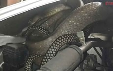 Nghe tiếng động bất thường dưới nắp xe, người đàn ông mở ra rồi kinh hoàng phát hiện 'bóng đen' dài 3 mét