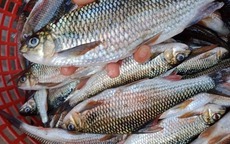 Mẹo xương máu phân biệt cá tươi và cá ươn, người bán 'cậy mồm' cũng không nói