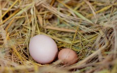 Mua trứng nên chọn quả to hay quả nhỏ? Người chăn nuôi lâu năm tiết lộ câu trả lời bất ngờ