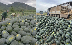 Chỉ 8.500 đồng/kg, vì sao dưa hấu Gia Lai rẻ bất ngờ giữa lúc giá xăng dầu tăng?