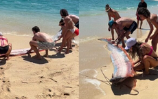 Đang dạo biển, người dân phát hiện cảnh tượng "bí ẩn" ập đến bất ngờ