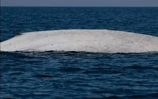 Ngư dân tưởng nhìn nhầm khi thấy sinh vật trắng toát giữa biển, chuyên gia xác nhận: Tỷ lệ chỉ 0,0025%