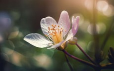 Giờ sinh Âm lịch của người dễ làm nên chuyện lớn khiến gia tộc nở mày nở mặt