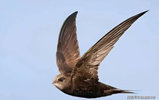 Bí ẩn loài chim bay suốt mười tháng không hạ cánh: Ăn ngủ trên trời nhưng vẫn sinh con bình thường