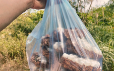 Con đặc sản “nhìn đã thấy sợ” ở Tây Bắc xưa không ai ngó, nay thành món ăn được dân nhậu mê tít săn lùng