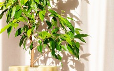 5 loại cây cảnh nhiều người khuyên không nên đặt trong nhà