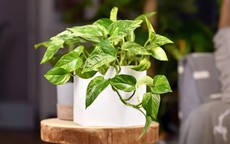 5 loại cây “nuốt” bụi mịn, lọc không khí tốt, nhiều gia đình được khuyên trồng trong nhà