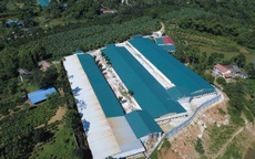 Phú Thọ: 'Biến' đất trồng cây thành trang trại, chuyện 'hiếm' ở Cao Dương?