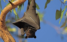 Giải mã bí ẩn: Vì sao dơi có thể treo ngược hàng giờ mà không tốn sức?
