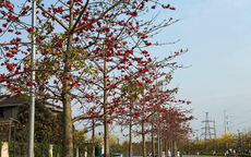 Tháng 3, Hà nội rực rỡ với muôn sắc hoa, nhiều người thích thú tránh thủ check-in