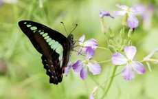 Ngày sinh Âm lịch định sẵn số vượng phát: Sinh đúng ngày này, nghèo mấy cũng có lúc đổi đời