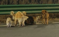 Giây phút 7 chú chó bị trộm vượt 17km tìm đường về nhà mừng rỡ gặp lại chủ nhân khiến triệu người rơi nước mắt