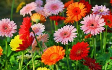 Khi về nhà mới nên cắm loài hoa này trên bàn thờ để rước lộc, bình an, may mắn