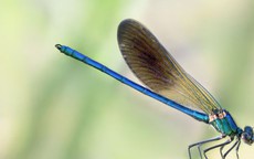 3 khung giờ sinh Âm lịch mang theo phúc khí: Trẻ lớn lên bình an, cuộc đời suôn sẻ hơn người