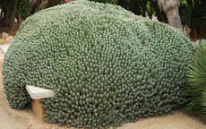 Chất cay mạnh nhất thế giới không đến từ ớt mà từ một loài cây đầy nhựa, với mức độ cay có thể gây sốc vượt xa mọi giới hạn của con người