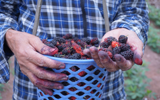 Rộn ràng mùa dâu tằm chín khiến bao người xao động ở vùng ngoại thành Hà Nội